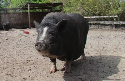 pig