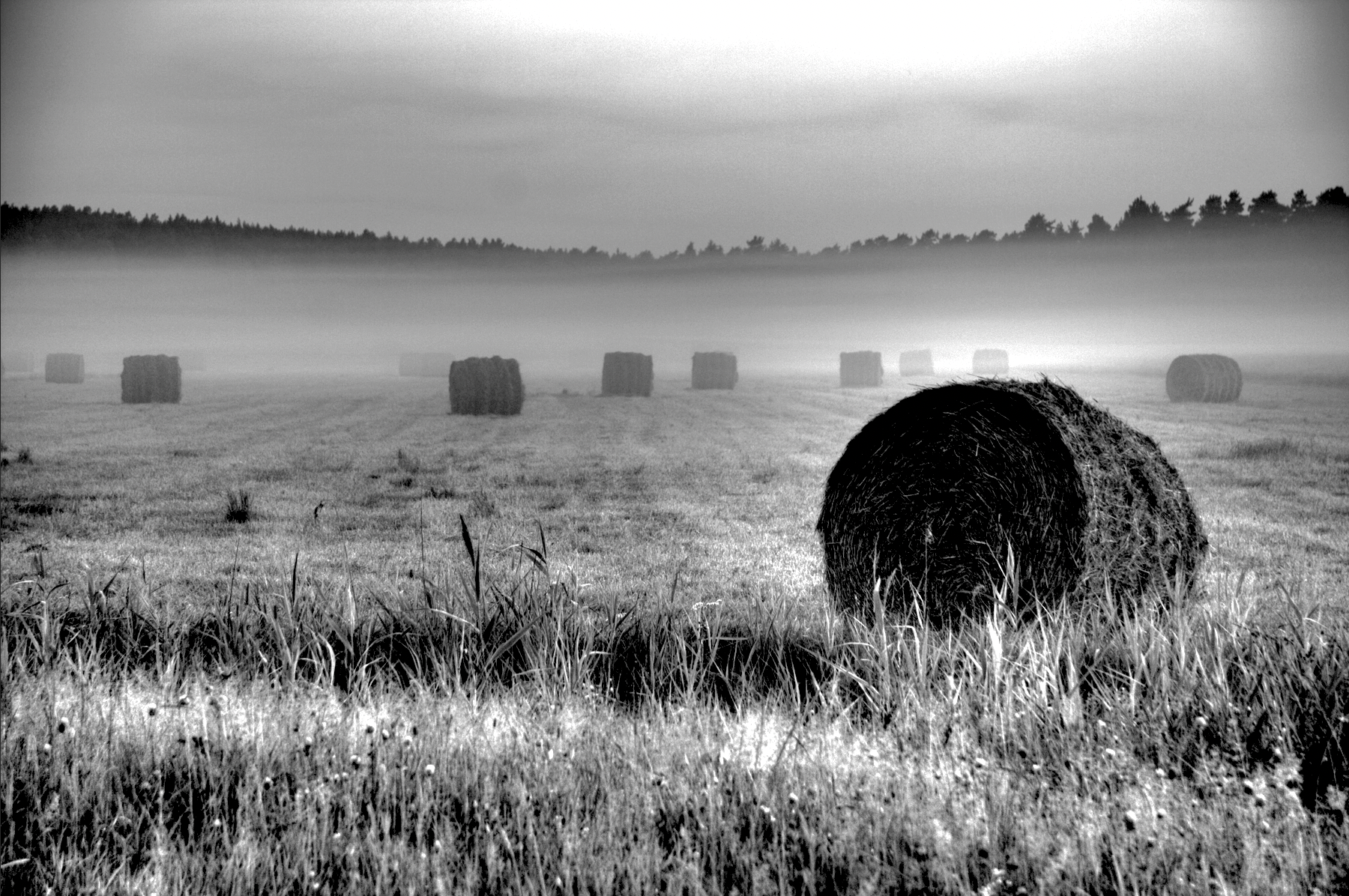 hay image