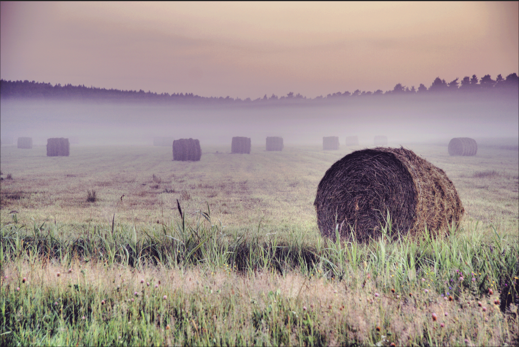 hay image